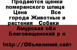 Продаются щенки померанского шпица › Цена ­ 45 000 - Все города Животные и растения » Собаки   . Амурская обл.,Благовещенский р-н